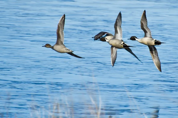 Canards pilets volant au-dessus de l'eau bleue — Photo