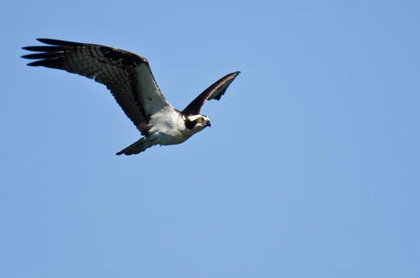 Osprey voando em um céu azul — Fotografia de Stock