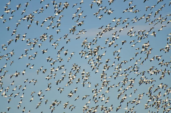 Massive Flock of Flying Snow Geese — Stock Photo, Image