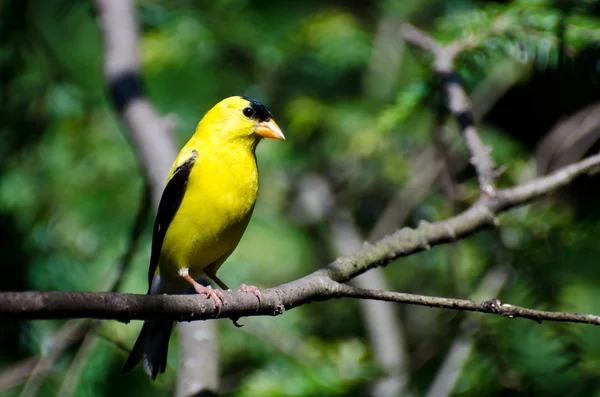 Male American Goldfinch Perched on a Branch — Stock Photo, Image