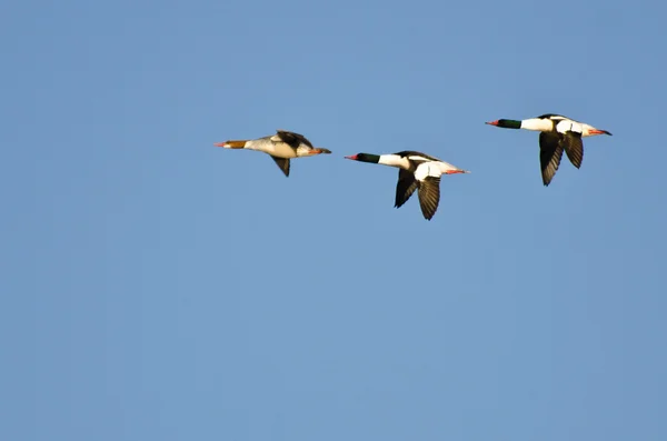 Common Mergansers Flying in a Blue Sky — Stock Photo, Image