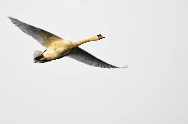 Mute Swan Flying on White Background — Stock Photo, Image