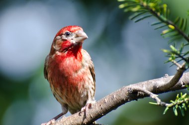 Finch Erkek Evi Bir şubeye tünemiş