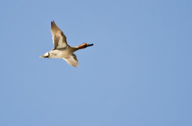 Male Green-Winged Teal Flying in a Blue Sky clipart