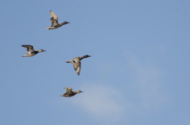 dört yeşil - kanatlı bir bulutlu gökyüzü uçan külçe