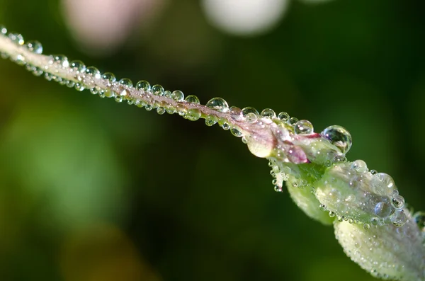 Dew Drops Forming on Flower — Stock Photo, Image