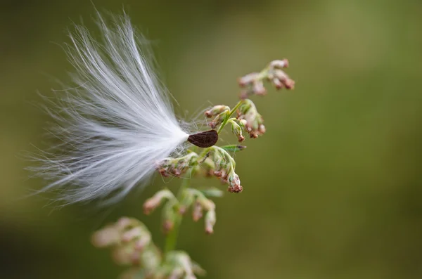 Milkweed Seed Snagged by a Twig — Stock Photo, Image