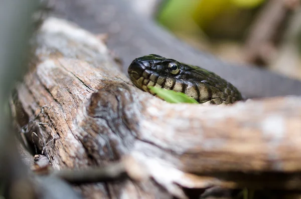 Olhos de cobra — Fotografia de Stock