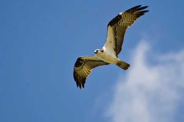 Osprey lecący na błękitnym niebie — Zdjęcie stockowe