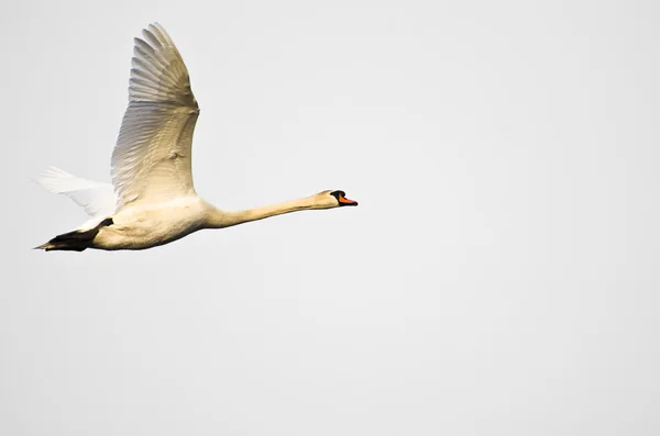Mute Swan Flying on White Background — Stock Photo, Image