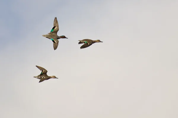 Trois sarcelles aux ailes vertes volant dans un ciel nuageux — Photo