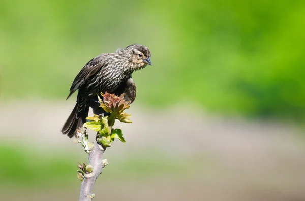 Vrouwelijke red - winged blackbird zat in het voorjaar van — Stockfoto