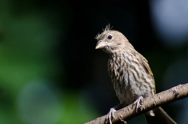 Evin kötü gününde finch — Stok fotoğraf