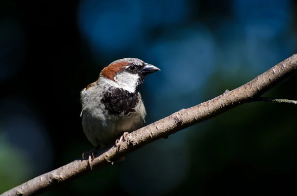 Casa Sparrow empoleirado em um ramo — Fotografia de Stock