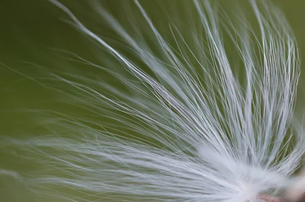 Nature Abstract - Milkweed Fibers — Stock Photo, Image