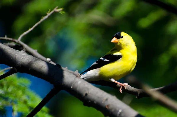 Mand Amerikansk Goldfinch sidder i et træ - Stock-foto