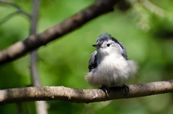 Młody white-breasted Kowalik siedzący na gałęzi — Zdjęcie stockowe