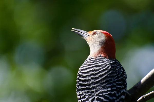 Pájaro carpintero de vientre rojo de cerca —  Fotos de Stock