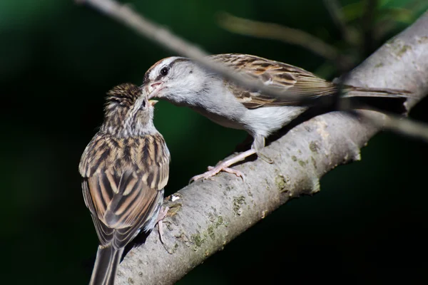 Mladí chipping sparrow byli krmeni svého nadřízeného — Stock fotografie