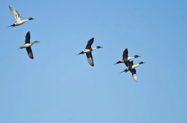 Kleine kudde van noordelijke pintails vliegen in blauwe hemel — Stockfoto