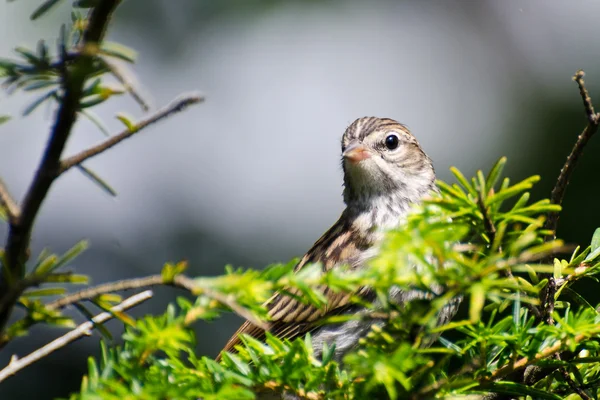 Giovane passero che scheggia appollaiato su un ramo — Foto Stock