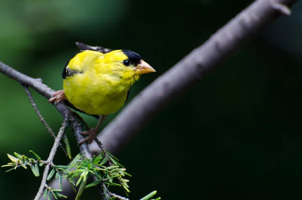 Goldfinch americano contra um fundo verde — Fotografia de Stock