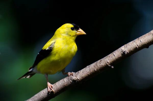 Goldfinch americano contra um fundo verde — Fotografia de Stock