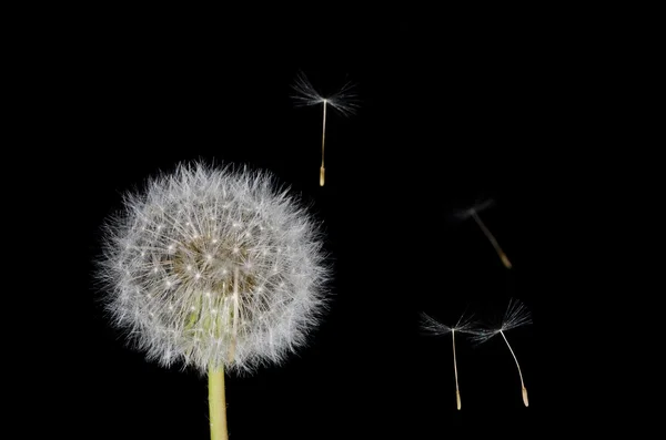 Dandelion and Drifting Seeds — Stock Photo, Image