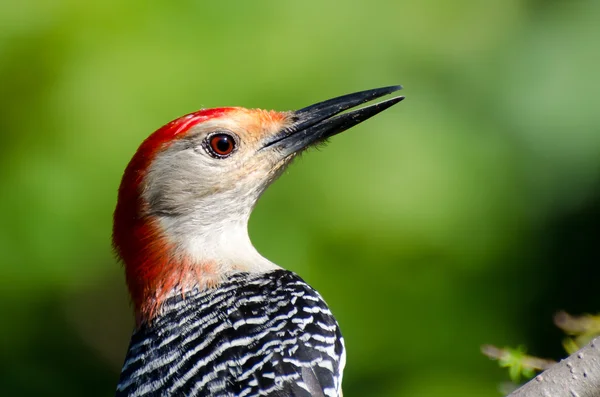 Profilo di un Picchio dal ventre rosso , — Foto Stock