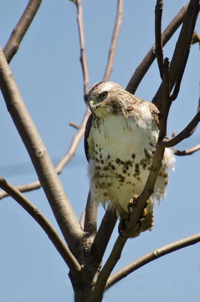 Junger Rotschwanzfalke hockt in einem Baum — Stockfoto