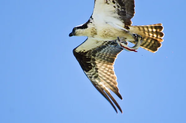 Osprey nesoucí zatracené ryby — Stock fotografie