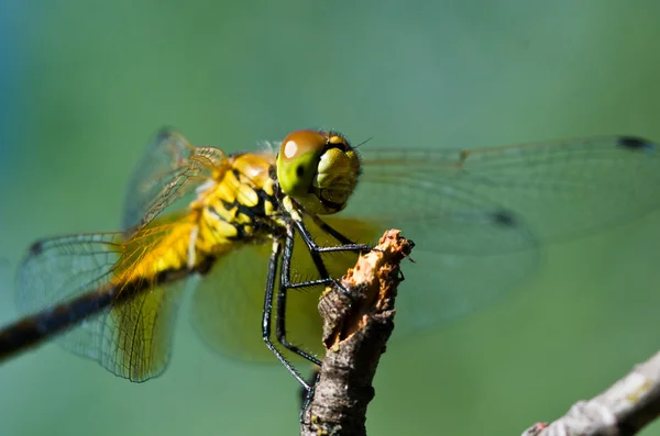 Dragonfly uppflugen på kvist — Stockfoto