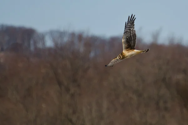 Northern Harrier Flying over the Marsh — Stock Photo, Image