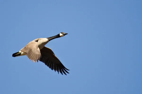 Il canada oca volare in cielo blu — Foto Stock