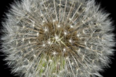 doğa soyut - karahindiba Yıldız Yağmuru