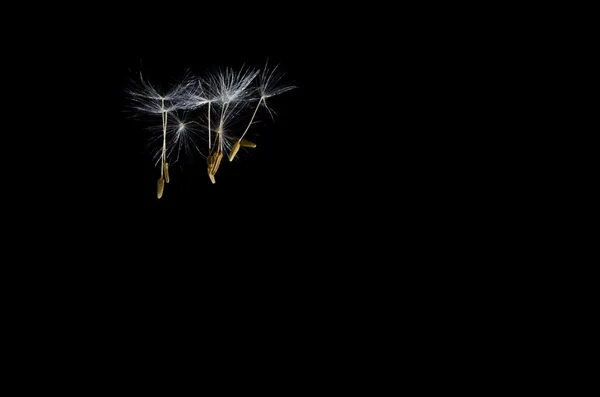 無料浮動タンポポの種子 — ストック写真