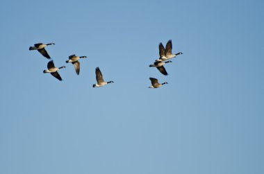 mavi gökyüzünde uçan Kanada kaz sürüsü