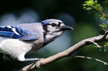 mavi alakarga profili
