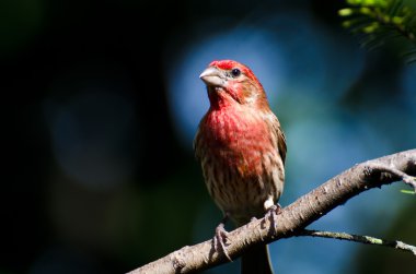 Finch Erkek Evi Bir şubeye tünemiş