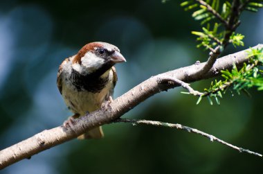 erkek evi bir dal üzerinde tünemiş serçe