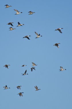Kuzey pintails mavi gökyüzünde uçan sürüsü