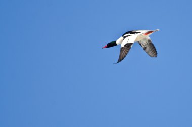 mavi gökyüzünde uçan yalnız erkek ortak merganser