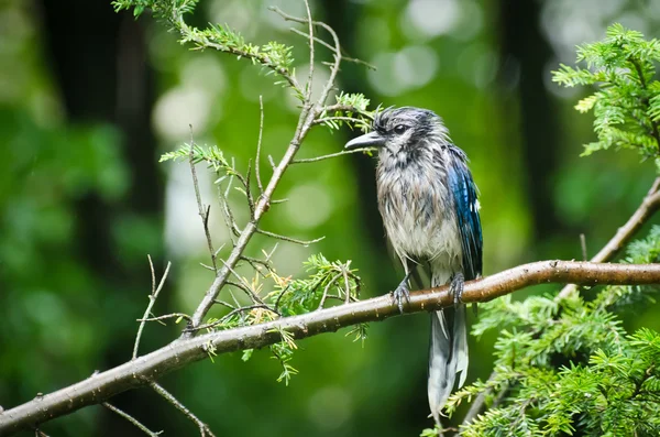 Angry Blue Jay in the Rain — Stock Photo, Image