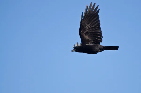 Американский ворон летит в голубом небе — стоковое фото
