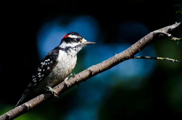 Downy Woodpecker Empoleirado em um ramo — Fotografia de Stock