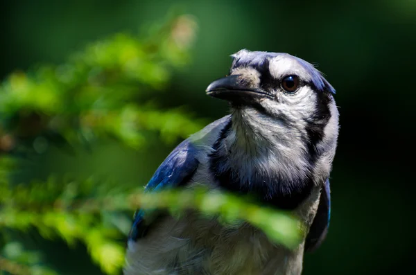 Blå nötskrika profil — Stockfoto