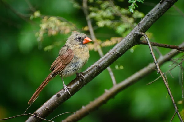 Cardenal en la Lluvia — Foto de Stock