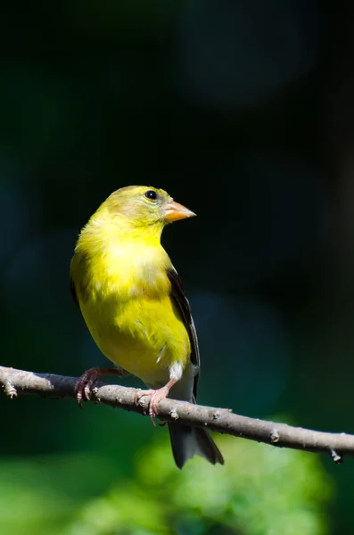 Amerikaanse distelvink zat op een tak — Stockfoto