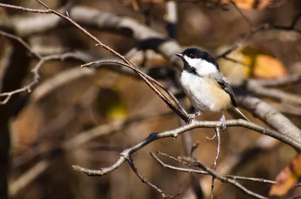 Svart-capped chickadee uppflugen i höst — Stockfoto