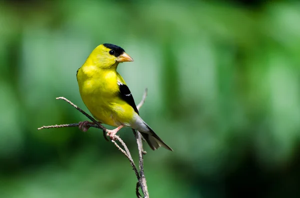 Masculino Americano Goldfinch Empoleirado em um ramo — Fotografia de Stock